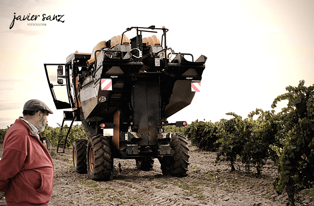 Vendimia nocturna: Javier Sanz Viticultor Denominación de Origen Rueda