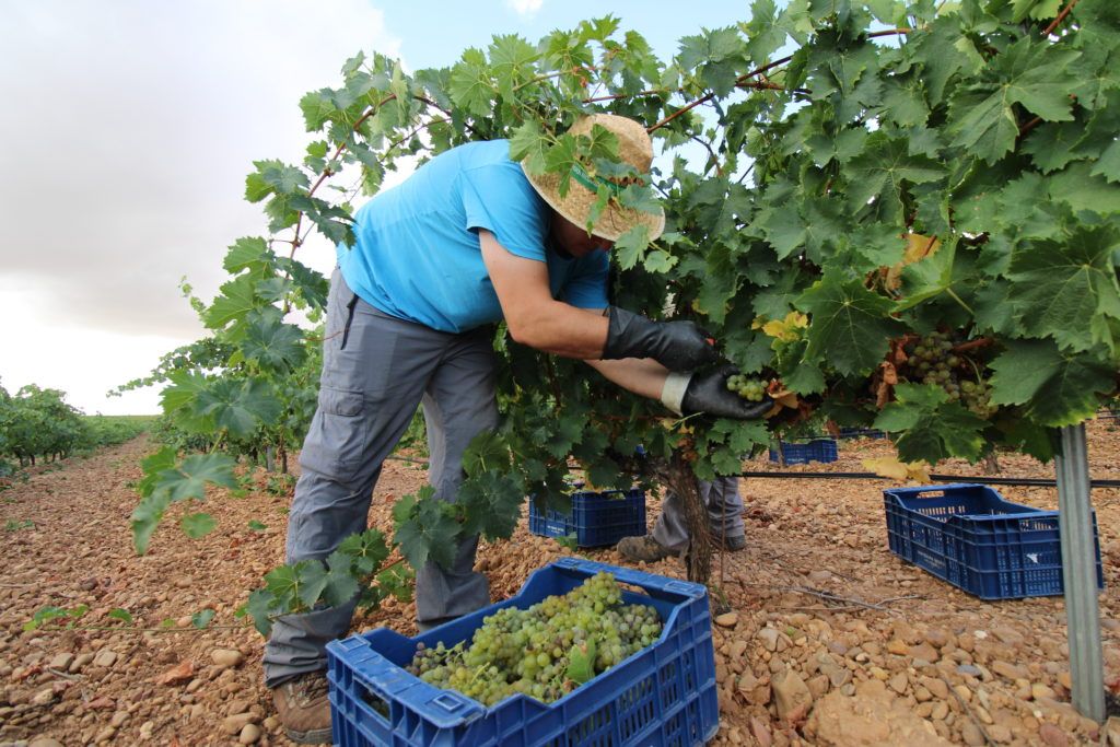 Javier Sanz Viticultor | Vendimia año 2021