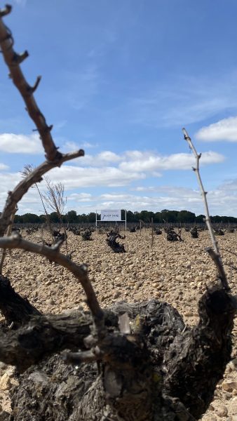 Qué es la floración del viñedo: poda