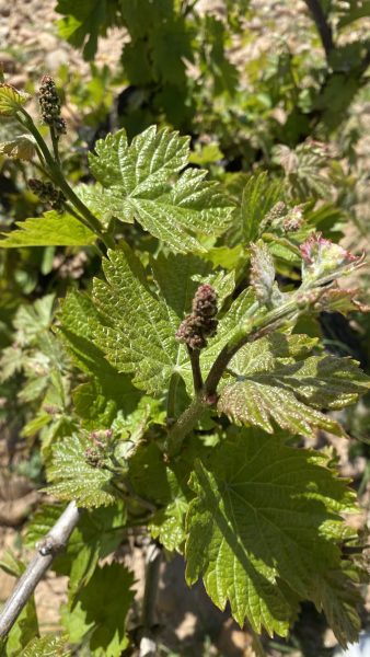 Qué es la floración del viñedo: brotación