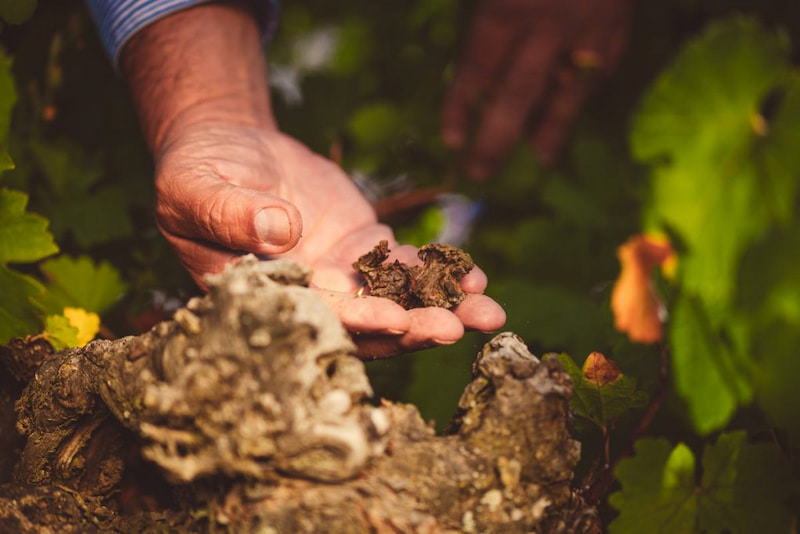 tierra vinedo javier sanz